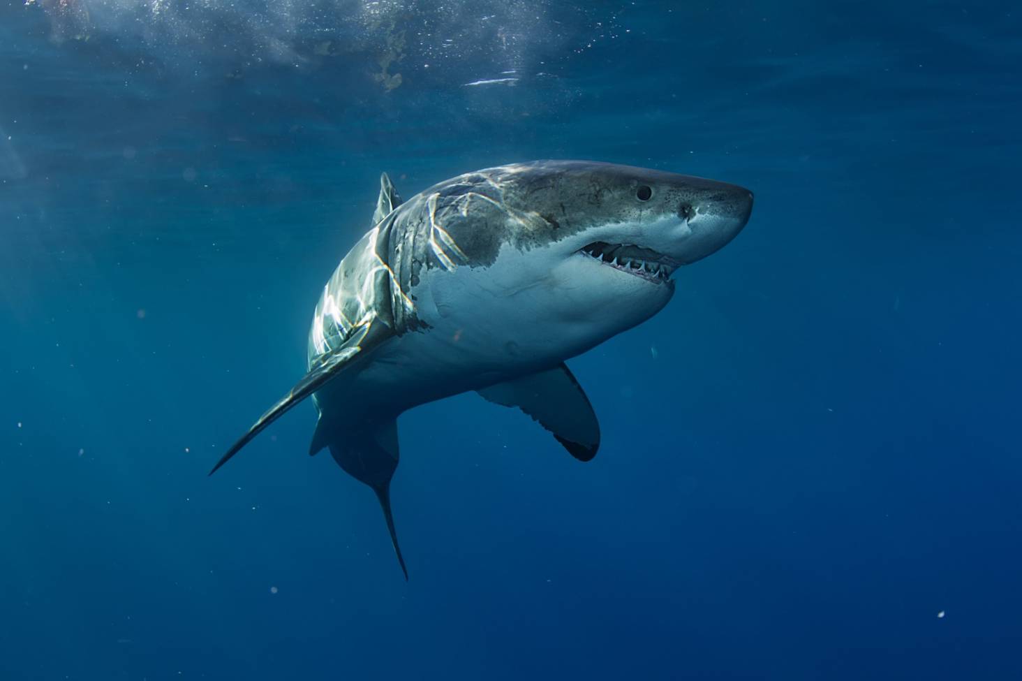 Great White Image