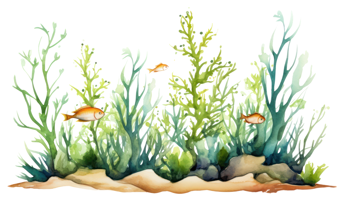 seaweed2
